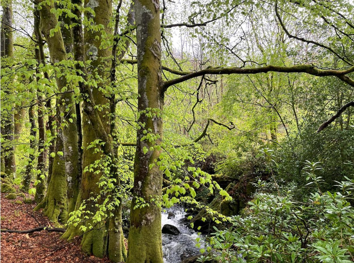 Cosy Woodland Off Grid Shepherds Hut - Rowan Villa Castle Douglas Exterior foto